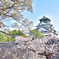 桜の季節