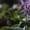 花　その175
