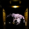 夜桜