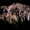 夜桜2