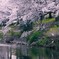 桜・・・・