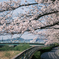 朝の散歩