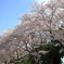 今が見頃の桜並木