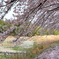 桜のトンネル