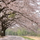 のんびりと桜の下を