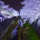 夜桜