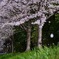 桜吹雪