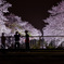 春の夜の楽しみ