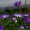 静かに咲くミヤコワスレの花たち