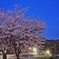 湖東の桜