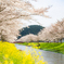 桜並木