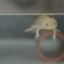 ウーパールーパー