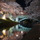 夜桜