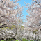 桜に囲まれて。