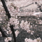 川辺の桜