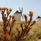 野アザミと風車のあるラマンチャの風景（スペイン）