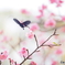 桜と蝶