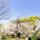 記念樹の森　パノラマ