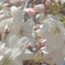桜咲いた