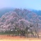 薄墨桜