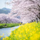 岐阜県山県市　鳥羽川サイクリングロード