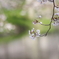 桜の歌