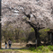 埼玉坂戸　吉原地蔵1本桜