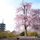 不二桜