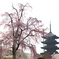 不二桜
