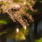 川越氷川神社　夜桜