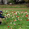 公園のチューリップの咲き具合を撮る人を撮る