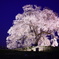 ワニ塚の1本桜
