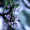 枝垂桜　風に揺れて