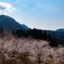 里山の桜