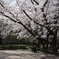 また今年も桜の下で