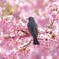 春を告げる鳥たちⅠ