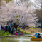 川越水上公園の桜