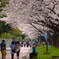 川越水上公園の桜ジョギングロード