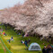 川越水上公園の桜並木