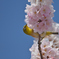桜ジロー