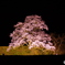 一本桜