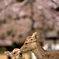 秘密の花園