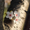 浦安の桜　最終章　その４