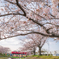 桜旅