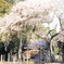 川俣神社　しだれ桜