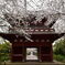 DSC_0747桜