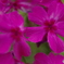 芝桜