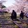 京都の桜を満喫
