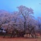 薄墨桜