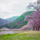 桜景色。
